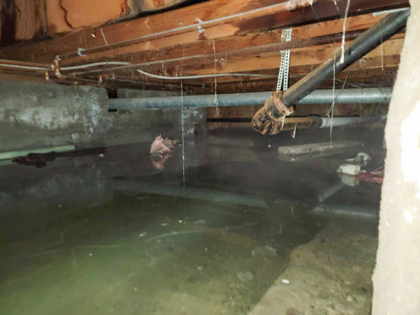 Best Local water damage restoration  in Athens, TX